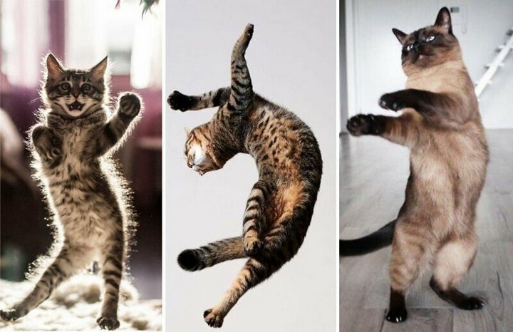 Коты танцуют сальсу