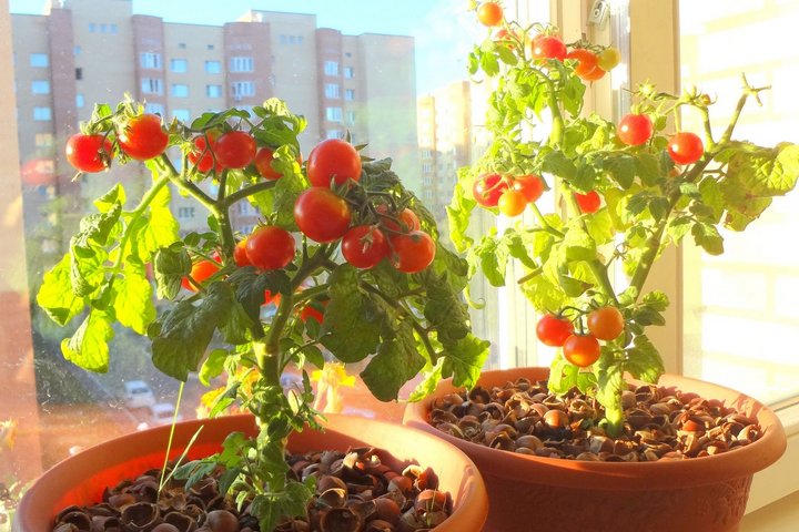 Выращивание помидоров в квартире