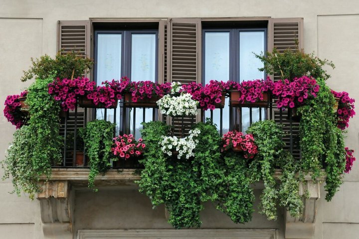 Растения на балконе
